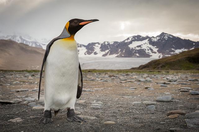 061 Zuid-Georgie, St. Andrews Bay, koningspinguin.jpg